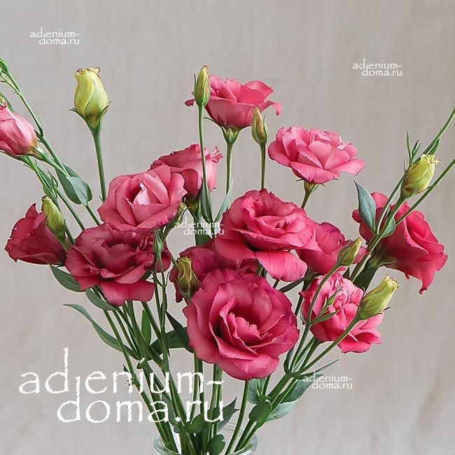 Eustoma GRANDIFLORUM ARENA RED Эустома крупноцветковая Арена Красная Лизиантус Рассела Ирландская роза 1