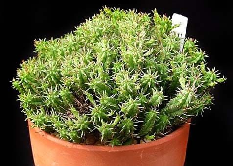 Euphorbia FIMBRIATA Молочай ребристый Эуфорбия 3