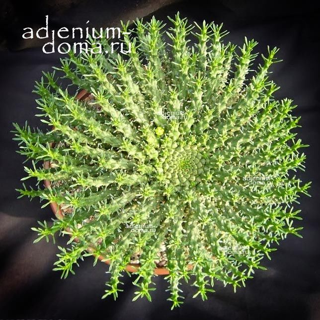 Растение Euphorbia PUGNIFORMIS Молочай кулакоподобный Эуфорбия пугниформис 2