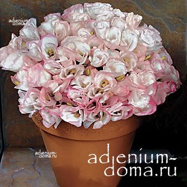 Eustoma GRANDIFLORUM ABC ROSE RIM Эустома крупноцветковая ABC Роуз Рим Лизиантус Рассела Ирландская роза 2