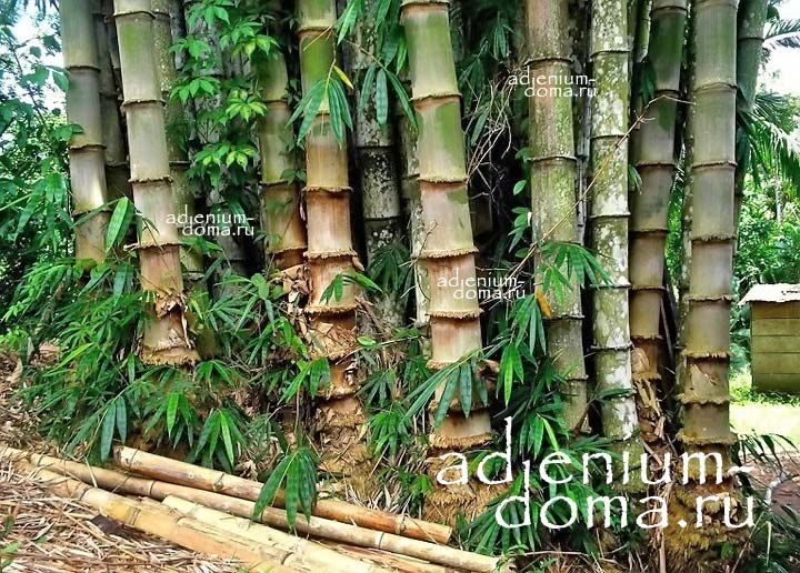 Dendrocalamus STRICTUS Бамбук прямой Male Bamboo Solid Дендрокаламус прямой 3