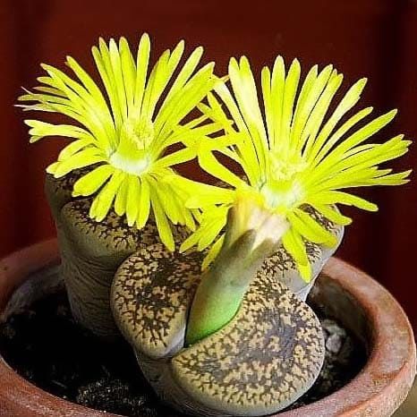 Lithops AUCAMPIAE Литопс аукамп 2