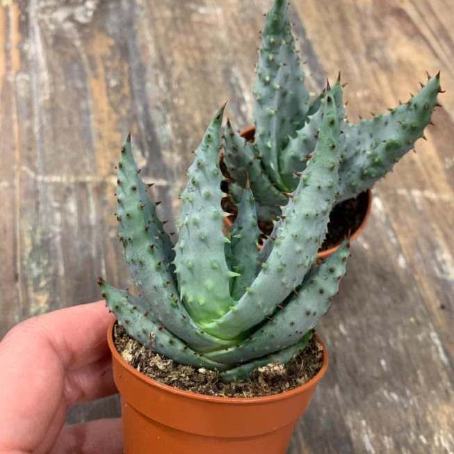 Растение Aloe MARLOTHII Алоэ Марлота 2