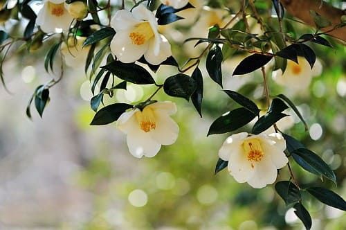 Camellia JAPONICA Камелия японская 1