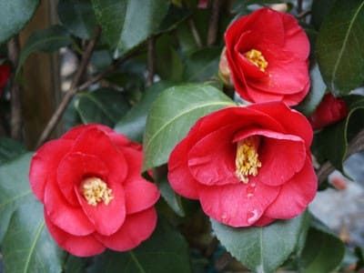 Camellia JAPONICA Камелия японская 4