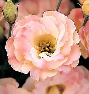 Eustoma GRANDIFLORUM ARENA APRICOT Эустома крупноцветковая Арена Абрикосовая Лизиантус Рассела Ирландская роза 2
