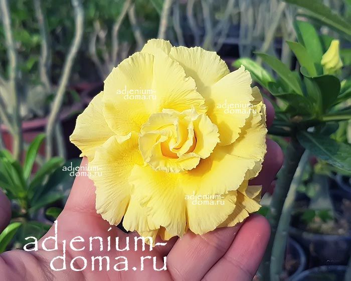 Adenium Obesum Triple Flower SUNNY BUNNY