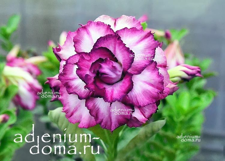 Adenium Obesum Triple Flower CARNATION II