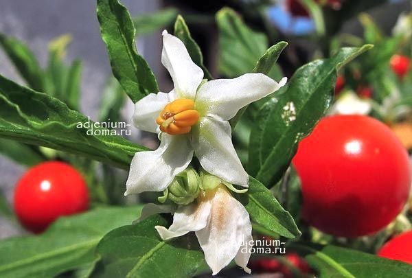 Solanum PSEUDOCAPSICUM Паслен ложноперечный Солянум 2