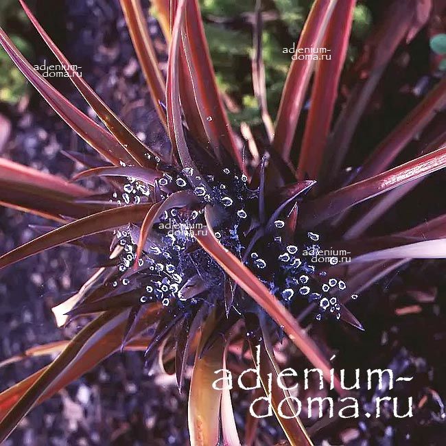 Phormium TENAX PURPUREUM Формиум прочный Пурпуреум Пурпурный новозеландский лен 2