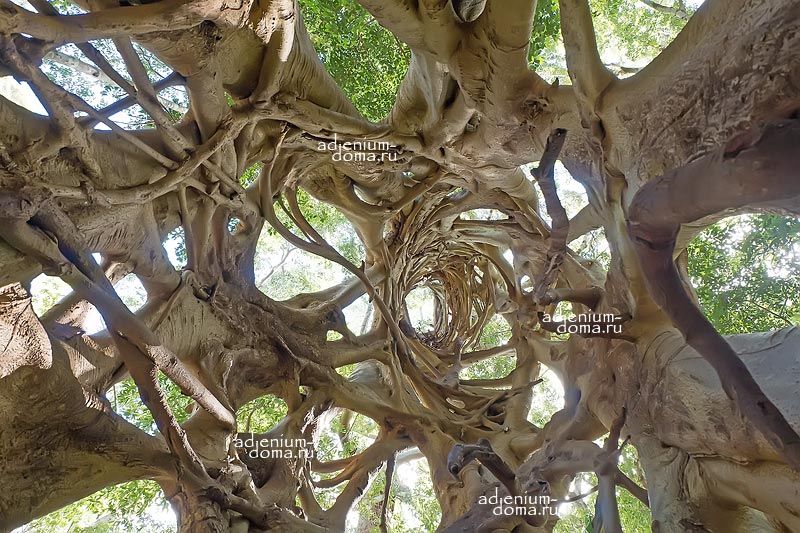 Ficus OBLIQUA Фикус косой мелколистный обманчивый 3