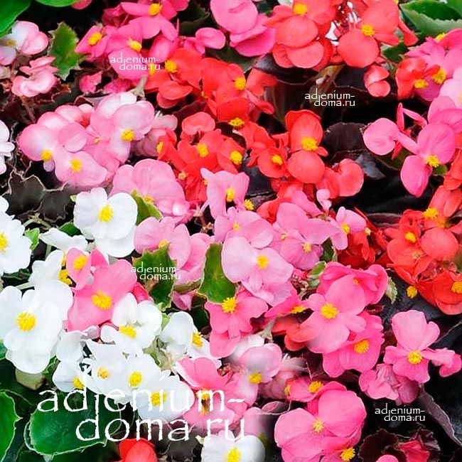 Begonia SEMPERFLORENS MIXED Бегония вечноцветущая 1