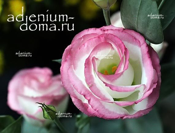 Eustoma GRANDIFLORUM ECHO PINK PICOTEE Эустома крупноцветковая Эхо Пинк Пикоти Лизиантус Рассела Ирландская роза 3