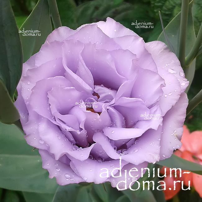 Eustoma GRANDIFLORUM ECHO LAVENDER Эустома крупноцветковая Эхо Лавендер Лизиантус Рассела Ирландская роза 2