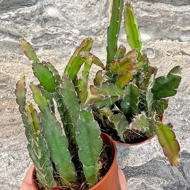 Растение Rhipsalis PILOCARPA Рипсалис пилокарпа 3