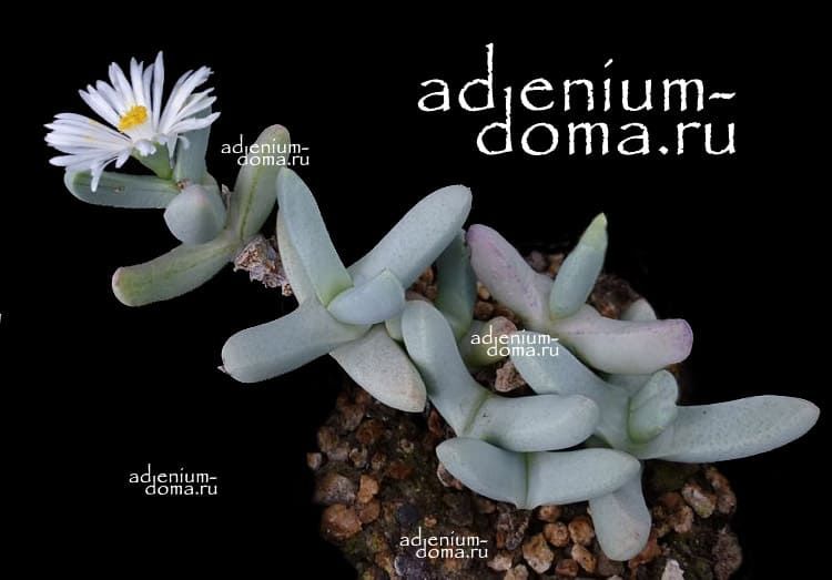 Juttadinteria SIMPSONII Юттадинтерия Симпсона Mesembryanthemum SIMPSONII Мезембриантемум 3