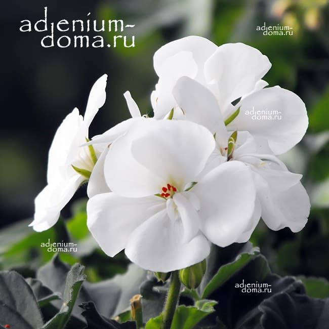 Pelargonium ZONALE WHITE Geranium Пеларгония зональная Герань белая 2