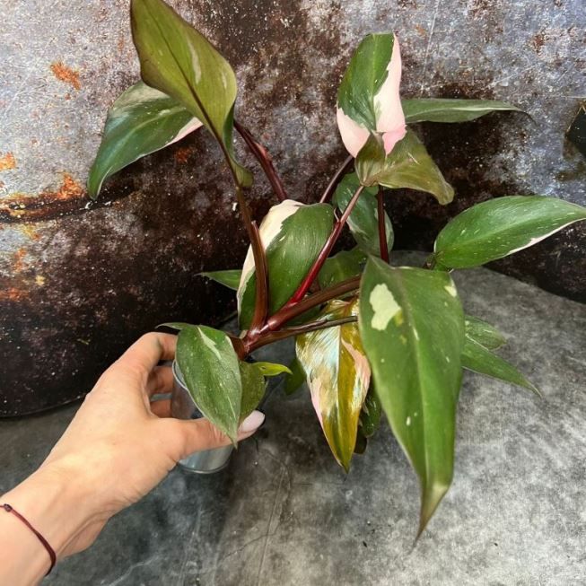 Растение Philodendron PINK PRINCESS Филодендрон Розовая Принцесса 3