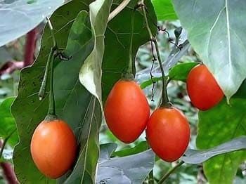 Cyphomandra BETACEA Solanum BETACEUM Tamarillo Тамарилло Цифомандра свекольная Томатное Дерево 3