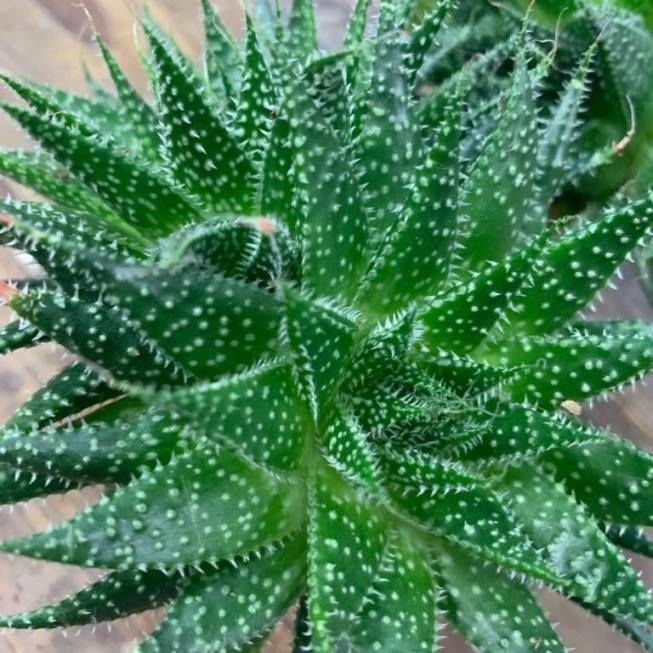 Растение Aloe ARISTATA Алоэ аристата Алоэ остистое 3