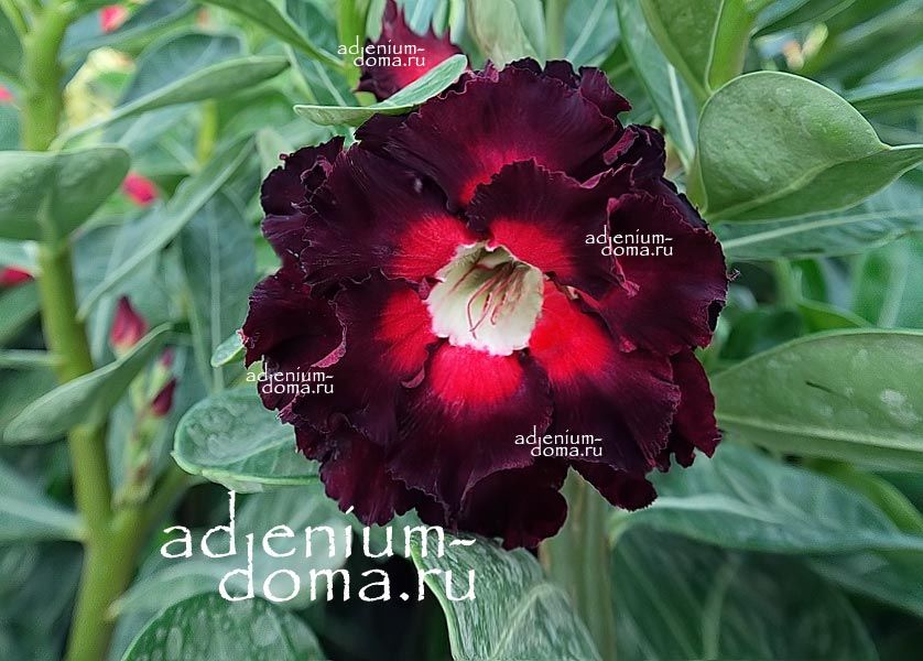 Adenium Obesum Double Flower NEW-214
