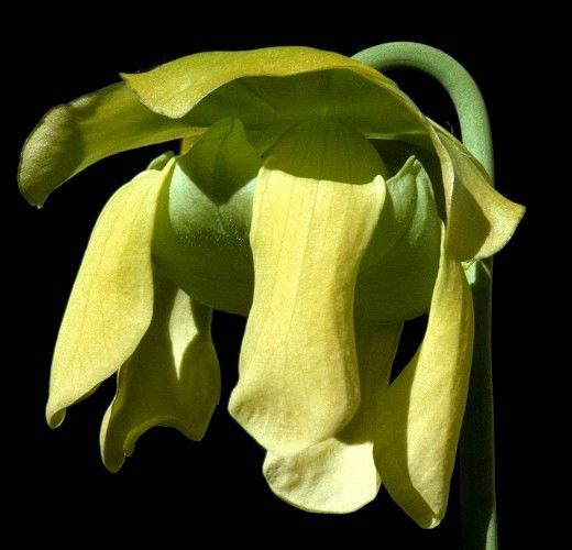 Sarracenia FLAVA Саррацения желтая 1