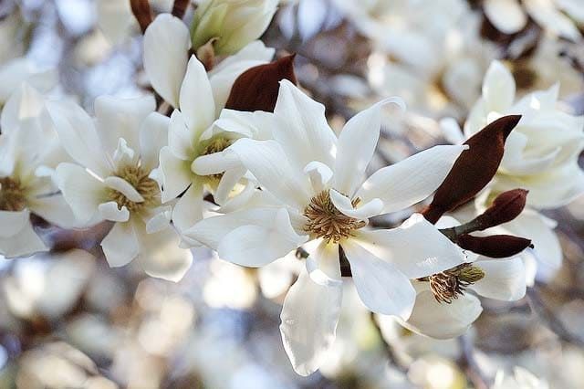 Magnolia DOLTSOPA Магнолия сладкая Michelia DOLTSOPA 4