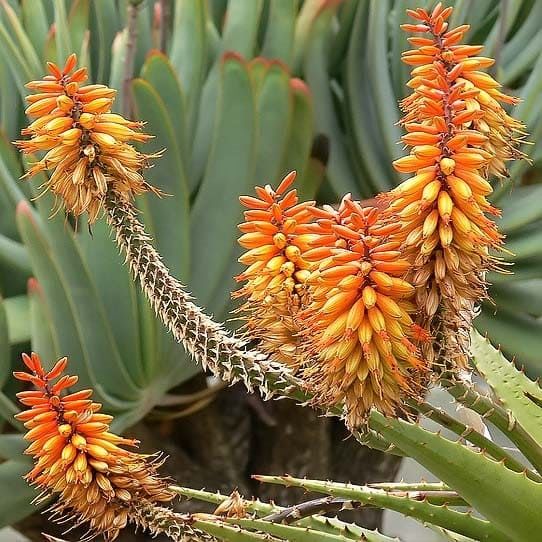 Aloe CLAVIFLORA Алоэ булавоцветковое 3