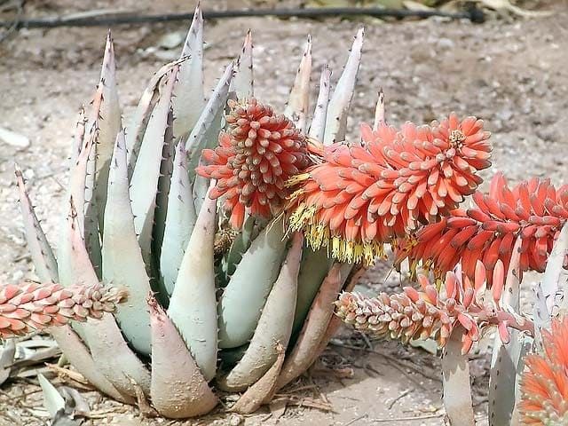 Aloe CLAVIFLORA Алоэ булавоцветковое 2