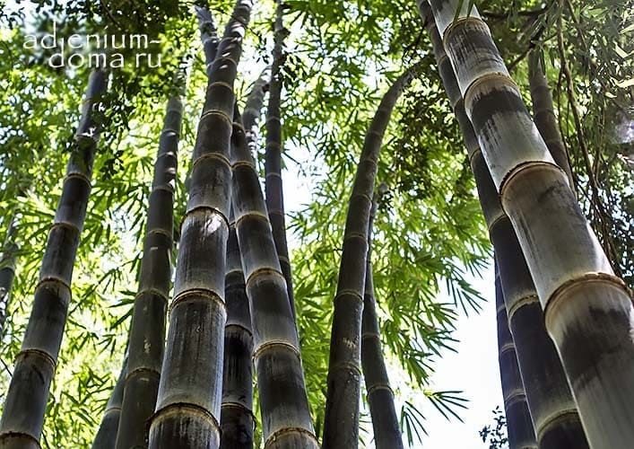 Dendrocalamus ASPER BETUNG HITAM Бамбук шершавый черный Male Black Asper Bamboo Дендрокаламус шершавый 1