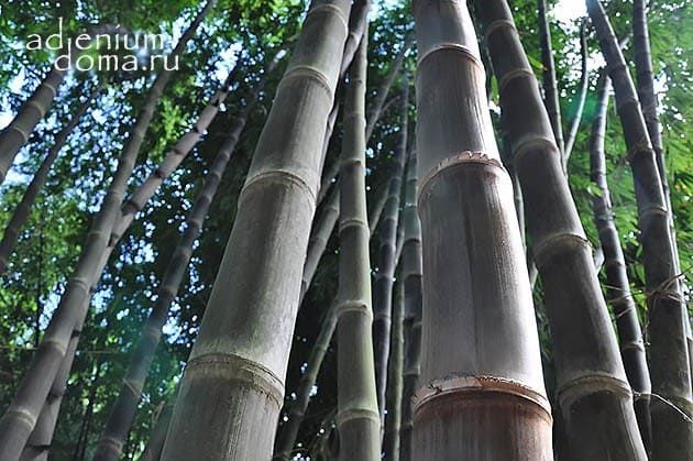 Dendrocalamus ASPER BETUNG HITAM Бамбук шершавый черный Male Black Asper Bamboo Дендрокаламус шершавый 2