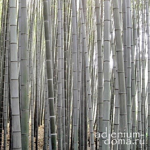 Dendrocalamus MEMBRANACEUS Бамбук перепончатый White Bamboo Бамбук белый Дендрокаламус перепончатый 2