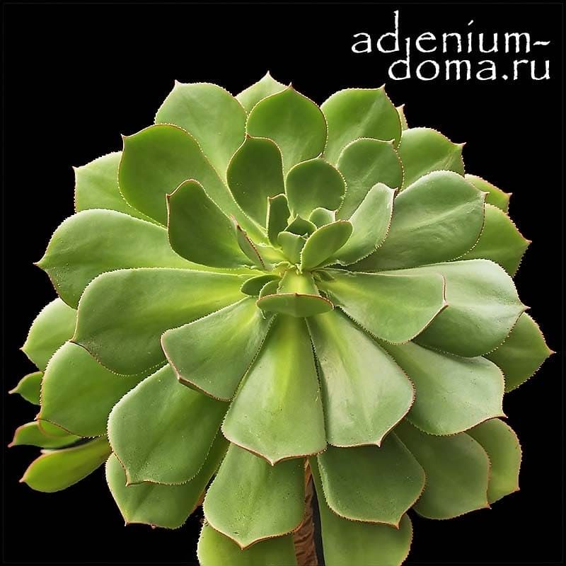 Aeonium PERCARNEUM Эониум мясистый 1