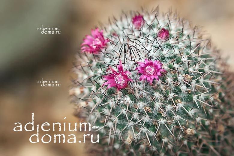 Mammillaria BONAVITII RHODANTHA Маммилярия розовоцветная 3