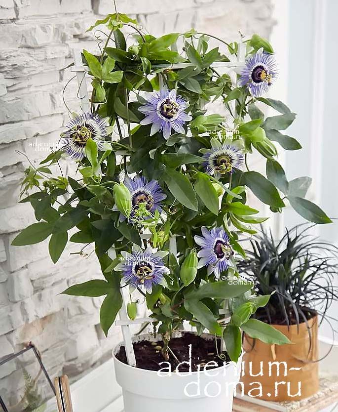 Passiflora CAERULEA Пассифлора голубая 3