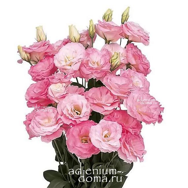 Eustoma GRANDIFLORUM ABC MISTY PINK Эустома крупноцветковая ABC Мисти Пинк Лизиантус Рассела Ирландская роза 3