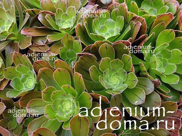 Aeonium ARBOREUM HOLOCHRYSUM Эониум древовидный золотистый 3