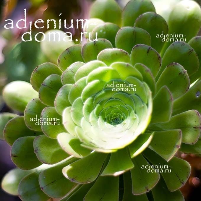Aeonium ARBOREUM Эониум древовидный 2