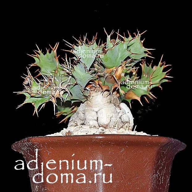 Euphorbia CACTUS TORTIRAMA Молочай Кактус Тортирама Эуфорбия 2