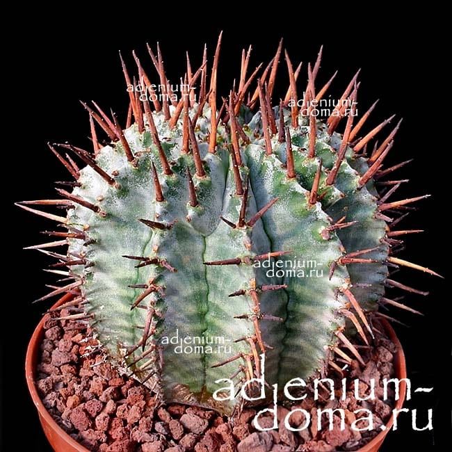 Euphorbia HORRIDA Молочай ощетиненный Эуфорбия 2