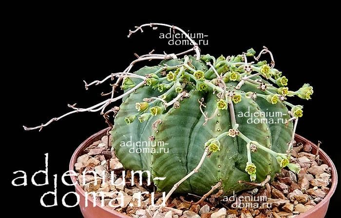 Euphorbia MELOFORMIS Молочай дыневидный Эуфорбия 3