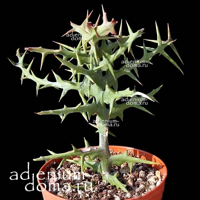 Euphorbia STENOCLADA Молочай узковеточный Эуфорбия 3