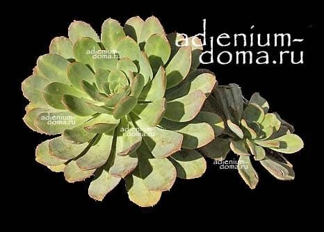 Aeonium CALDERENSE Эониум Калдерский 3
