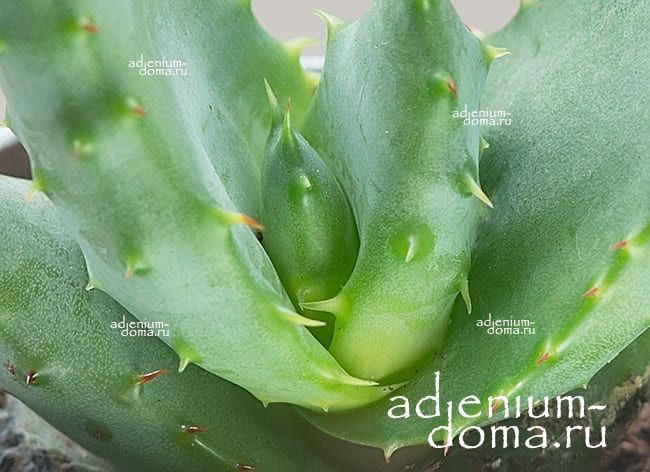 Растение Aloe MIX II Алоэ Микс II 3