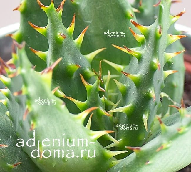 Растение Aloe BROOMII Алоэ Брума 3