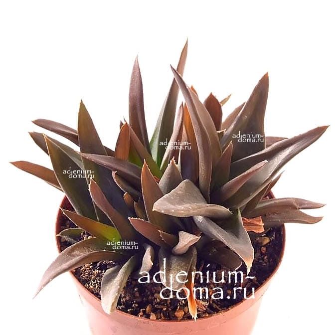 Растение Aloe BLACK GEM Алоэ Черное Сокровище гибрид Haworthia cymbiformis x Aloe speciosa 2