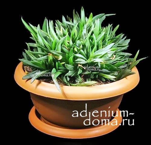 Растение Aloe BLACK GEM Алоэ Черное Сокровище гибрид Haworthia cymbiformis x Aloe speciosa 3