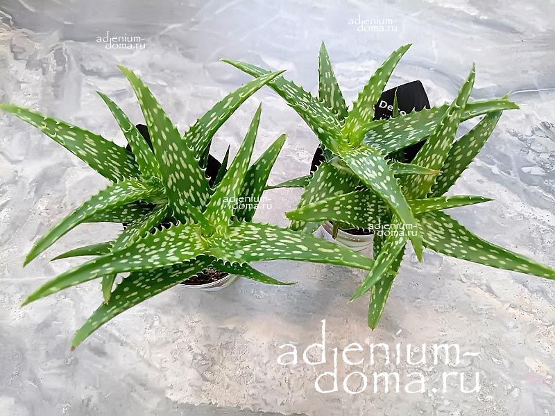 Растение Aloe RAUHII SNOWFLAKE Алоэ раухи Сноуфлейк 2