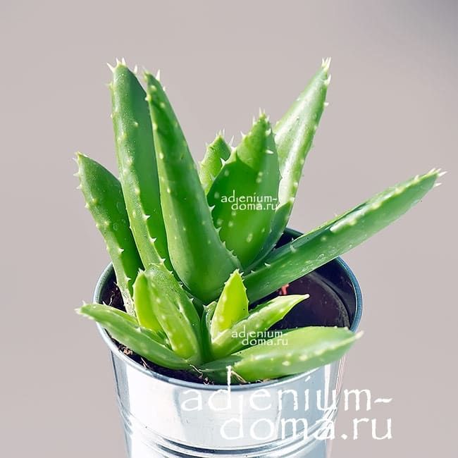 Растение Aloe MITRIFORMIS Алоэ митриформис Алоэ колпачковидное 3