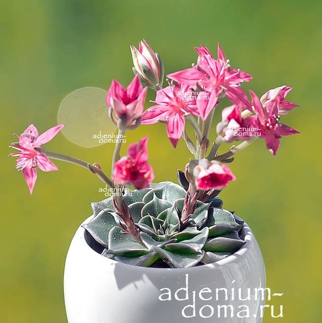 Растение Graptopetalum BELLUM Граптопеталум красивый Tacitus Bellus Тацитус красивый Мексиканская звезда 2